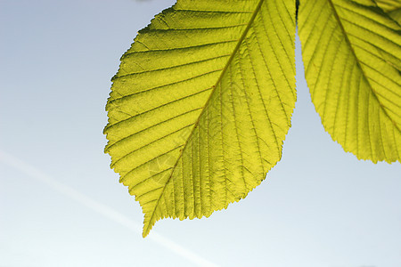 叶子生长季节生活液体生态植物学生物学静脉植物植物群图片