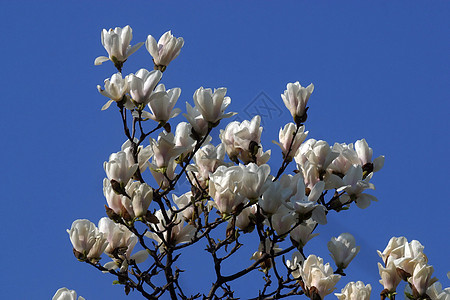 闪耀的木兰花白色香水植物花瓣脆弱性花粉玉兰叶子花朵图片