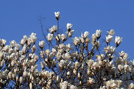 闪耀的木兰花植物花朵花粉脆弱性白色叶子香水玉兰花瓣图片