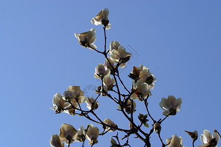 闪耀的木兰花花朵叶子香水花粉脆弱性白色植物玉兰花瓣图片