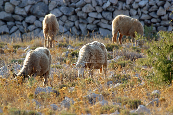 羊环境商业羊肉场地羊毛农场企业土地农村国家图片