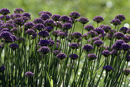 一张美丽草药花的特贴照片香水蓝色环境宏观花园香葱苗圃紫色花瓣植物群图片