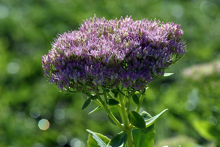紫花花蓝色紫色荒野花瓣香水香味植物花店花园植物群图片