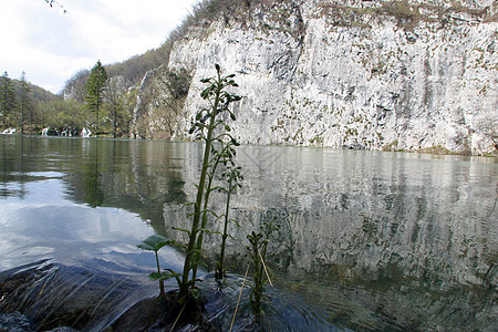 克罗地亚普利维茨湖国家公园树木风景旅游国家森林天堂树叶吸引力石灰石山脉图片