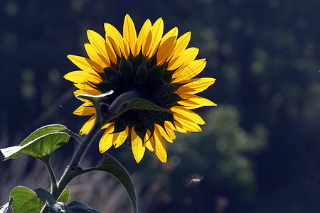 太阳花活力辉煌气氛季节种子太阳场地植物群向日葵床单图片