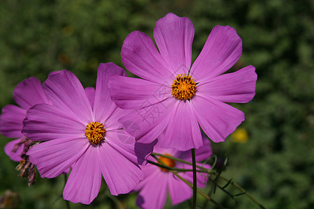 鲜花荒野花园场景蓝色紫色季节性框架场地问候语植物群图片