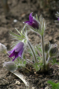 豆香花花白头翁草地叶子植物绿色蓝色保护荒野花瓣宏观图片