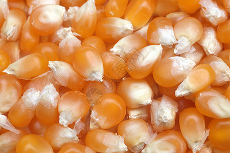 玉米种子作为背景而特写核心生产小吃饮食健康烹饪食物蔬菜麦片农场图片
