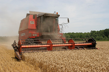 合并收获小麦种子耳朵玉米收割机风景面粉生长工作谷物稻草图片