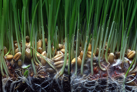 增长小麦绿色棕榈发芽生活叶子概念生长土壤培育商业图片
