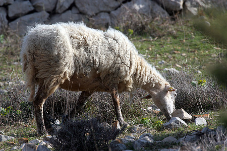 羊商业婴儿羊毛环境农场企业草地动物羊肉生态图片
