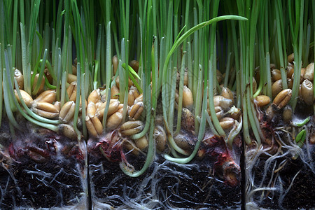 增长小麦土壤植物发育生长棕榈发芽商业工作室生活燕麦图片