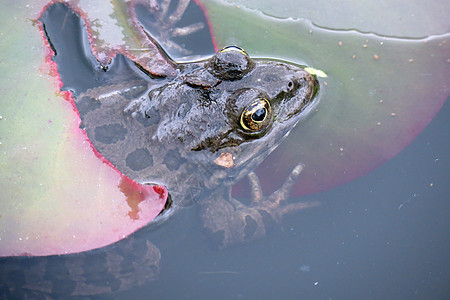 水中的青蛙环境绿色蟾蜍眼睛动物叶子雨林野生动物宏观热带图片