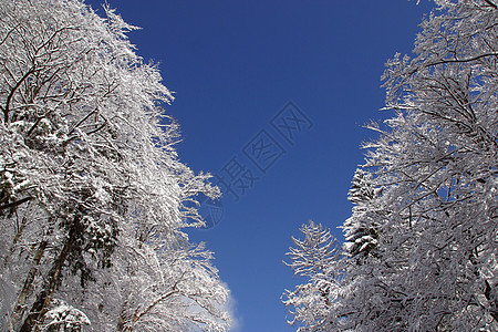 下雪下的冬季风景树针叶游客地形荒野天空阳光晴天运动寒冷场景背景图片