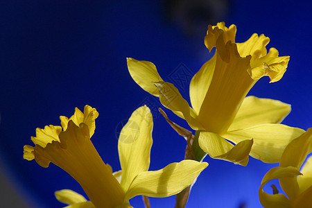 水仙花灯泡绿色水仙季节性花园植物群公园植物白色宏观图片