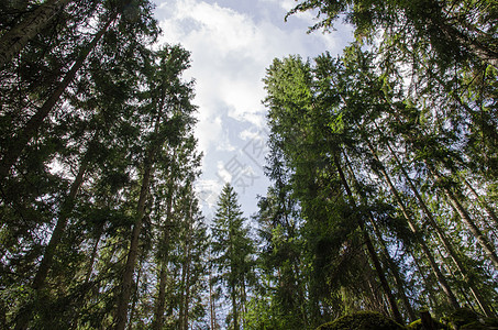 高矮树云杉蓝色树木绿色空地公园生长针叶树干针叶树图片
