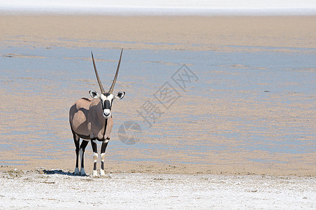 Oryx 奥瑞氧化荒野动物动物群哺乳动物平底锅羚羊野生动物沙漠图片