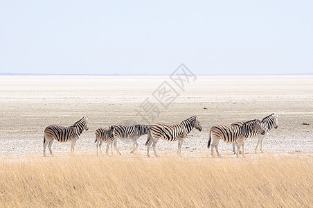 纳米比亚Etosha Pan荒野哺乳动物野生动物黑色动物群白色动物图片