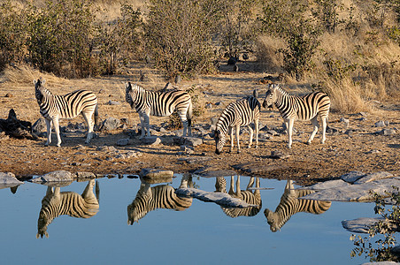 Zebras 饮用水反射辣木哺乳动物黑色动物群水坑野生动物白色荒野动物图片