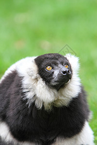 黑白骨哺乳动物眉头食果毛皮昼夜团体动物野生动物黑色白色图片
