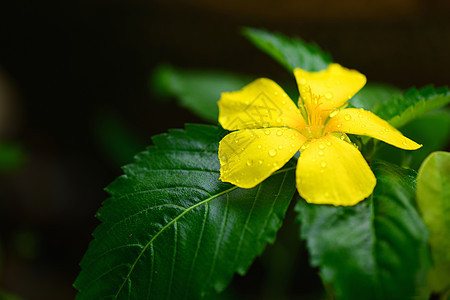 丝玫瑰花瓣绿色条纹黄色花冠植物花园雄蕊叶子植物群图片