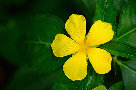丝玫瑰雄蕊花冠花瓣黄色绿色条纹叶子植物植物群花园图片