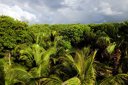 丛林热带植物环境树叶绿色植物情调蕨类叶子异国树木图片