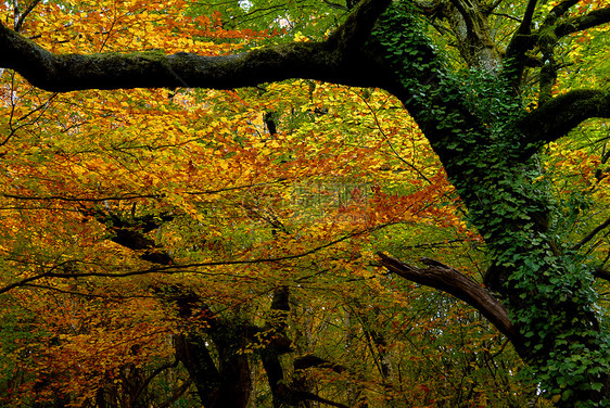 秋天森林橙子树叶保护植物橡树仙境季节金子叶子图片