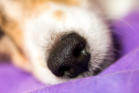 狗的鼻子哺乳动物毛皮白色血统小狗宠物动物犬类图片