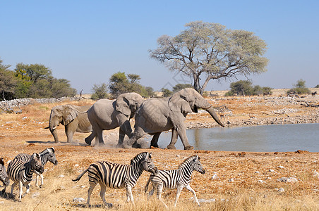大象地震 纳米比亚Etosha国家公园攻击濒危争吵树干野生动物獠牙象牙威胁哺乳动物动物图片