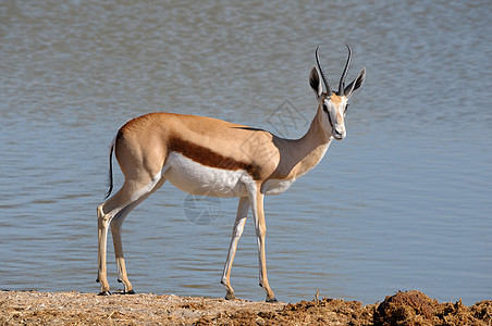 Etosha国家公园3的Springbok哺乳动物羚羊野生动物荒野动物动物群袋貂沙漠图片
