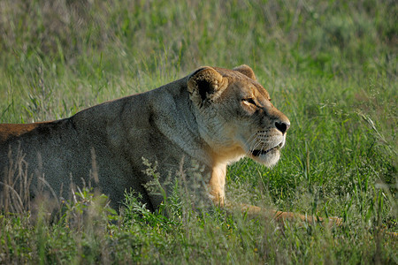 狮子狮座动物群母狮捕食者动物哺乳动物国王野生动物荒野图片