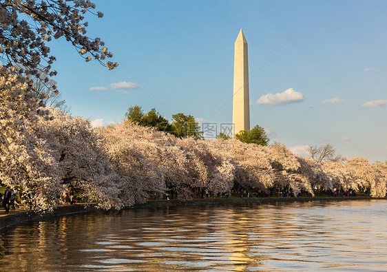 华盛顿古迹塔花上方白色天空花朵盆地潮汐粉色反思节日蓝色晴天图片