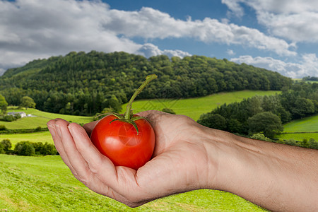 持有大型有机番茄的白种人手农民水果传家宝男人饮食采摘园丁手臂丘陵园艺背景图片