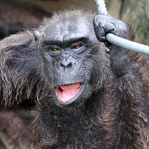 大猩猩打猎动物园丛林动物森林草地热带皮肤荒野宠物图片