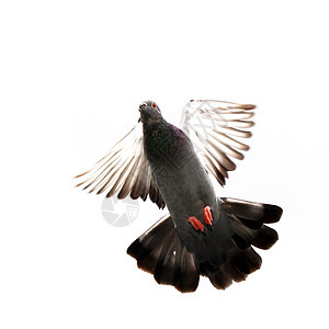 飞鸽宠物天空鸟群动物行动自由精神白色飞行羽毛图片