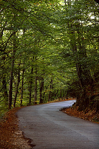 秋天辉光大街农村人行道树叶胡同风景植被公园树木图片