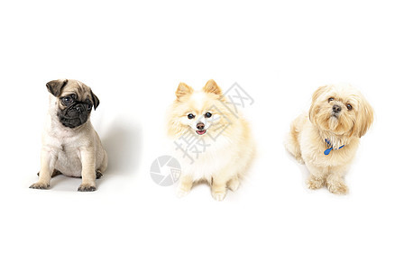 三只狗白色拼贴画友谊哈巴狗朋友姿势犬类食肉棕色宠物图片