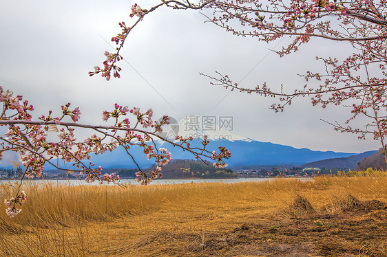 藤藤山观光日落旅游冰镇节日樱花火山植物阳光天空图片