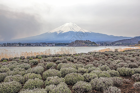 藤藤山天空阳光冰镇日落旅游公吨植物观光火山樱花图片