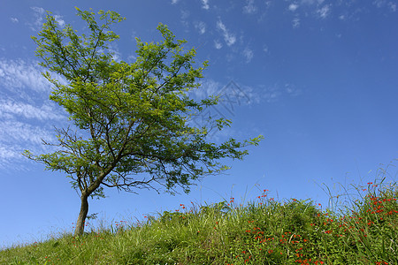 树绣球花天空风景海岸国家绿色植被蓝色边缘花朵图片