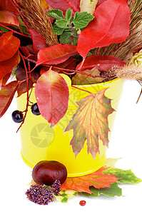 秋季邦奇红色昆虫森林蘑菇绿色板栗饱和色树叶叶子枫叶图片