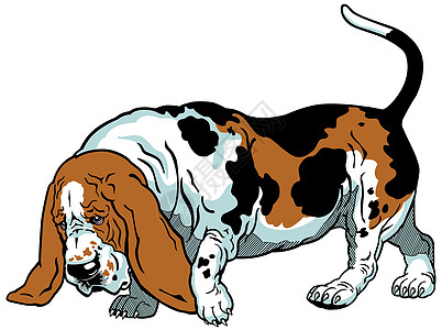 Basset 猎犬犬类插图猎犬狗哺乳动物打猎动物兽医宠物图片