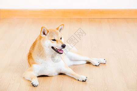 棕色锡巴宠物朋友小狗微笑哺乳动物血统房间犬类柴犬图片