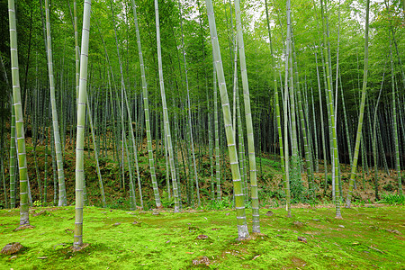 竹木林公园热带绿色文化环境森林场景叶子生长植物群图片