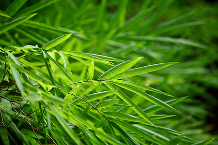 绿色植物丛林宏观绿色植物热带植物学森林图片