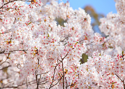 蓝天上的樱树天空粉色花瓣蓝色图片