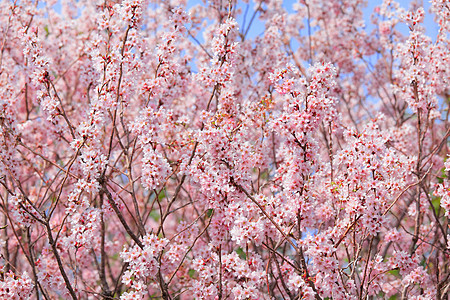 蓝天空的樱树天空蓝色粉色花瓣图片