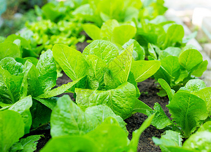 发生生长叶子蔬菜花园生产饮食植物绿色场地农场图片