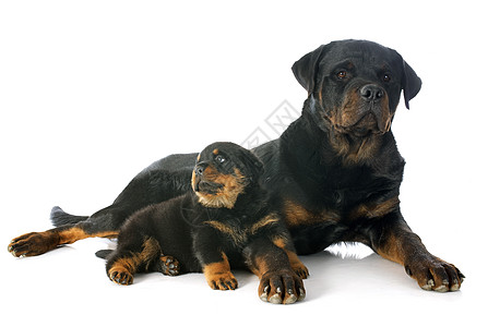 宝宝和狗小狗和成年鸟女性工作室黑色宠物婴儿动物纳犬成人犬类母亲背景
